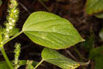 Cuban copperleaf